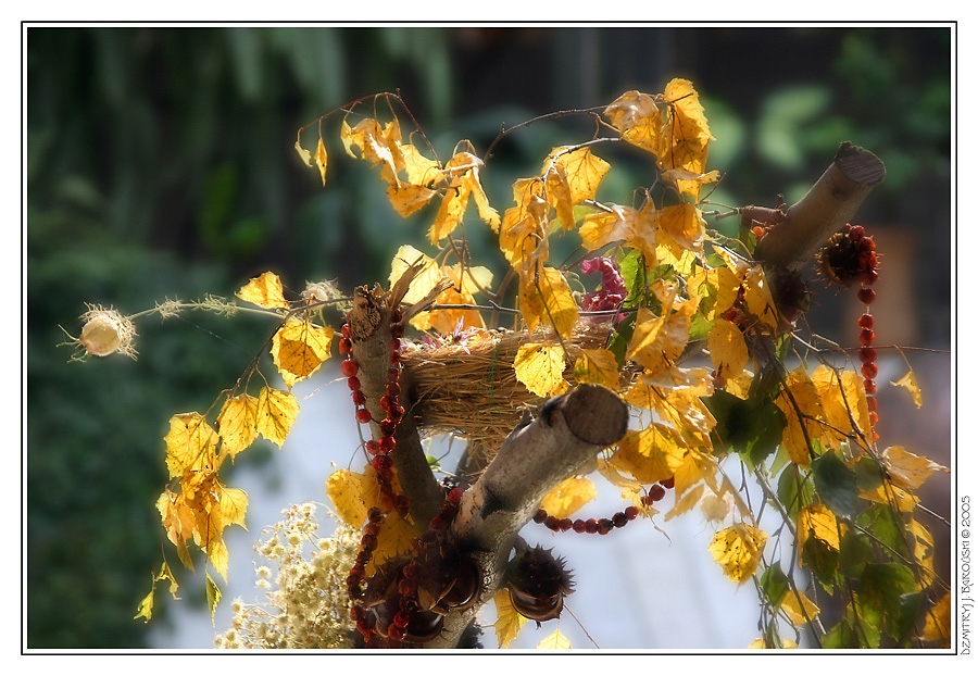 Asenni Haufen ja Iryny Warab