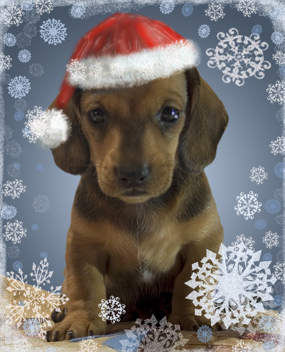 über die bevorstehende Jahr des Hundes