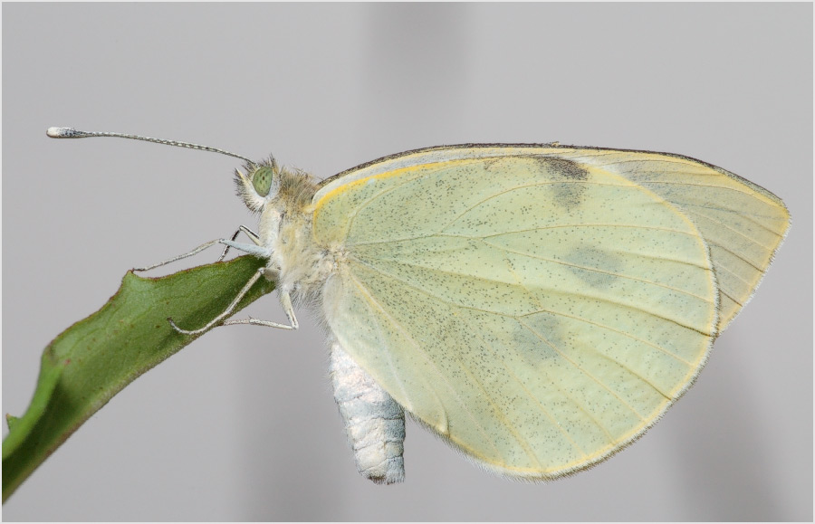 Porträt in Pastellfarben