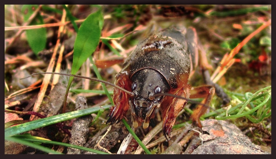 Underground Bergmann