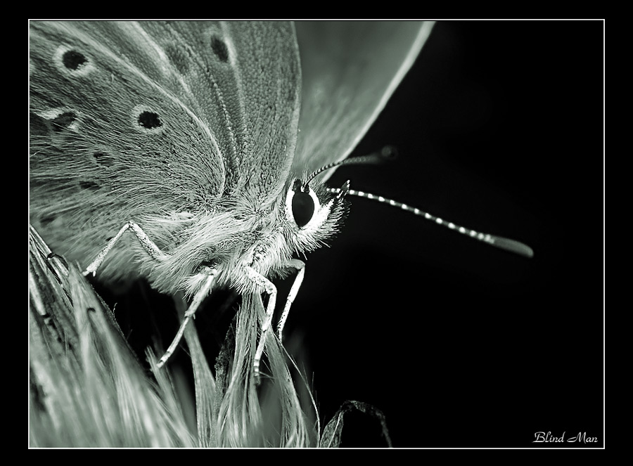 Schwarze und weiße Makrokosmos -3