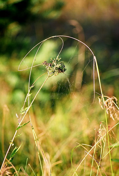 Porträt von Vögeln