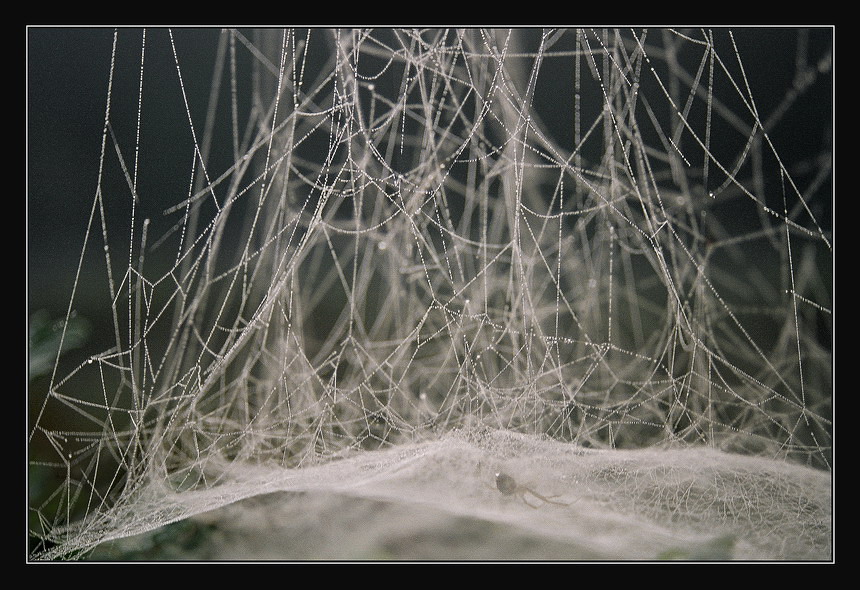 gamachok für Spinne