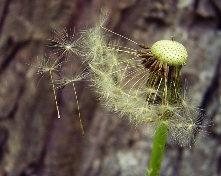 aposhnyae "Zuschuss" ...