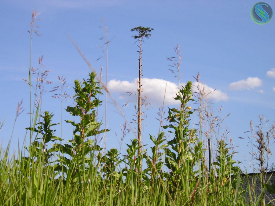 "Das Gras, das Gras am Haus ..."