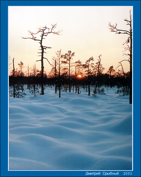 * Winter Schnee gehüllt Holz *
