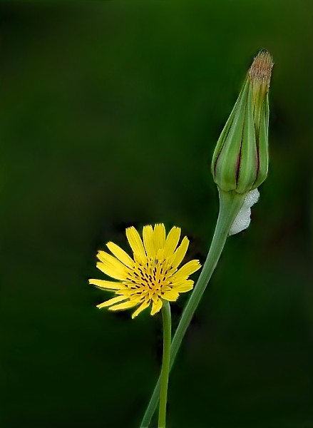 Für takoga smarkacha .. - Not Paid!
