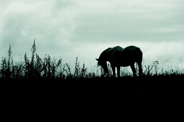 Das Pferd hatte nicht erwartet,