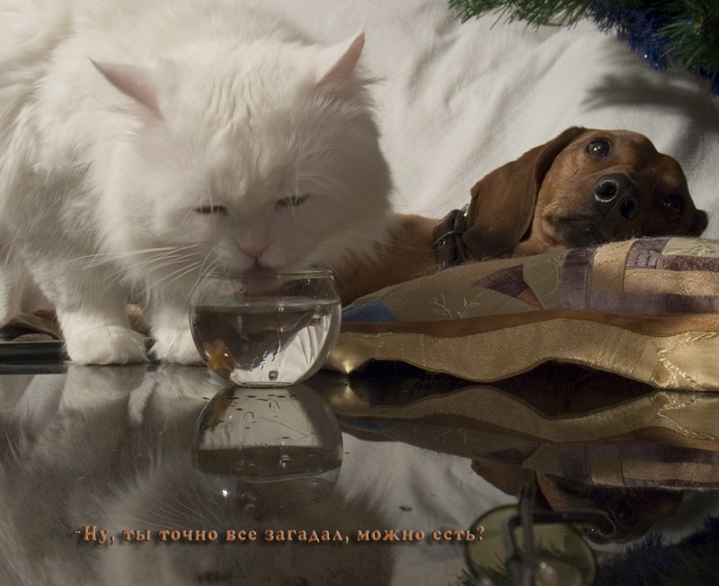 wenn der Wunsch zu erfüllen