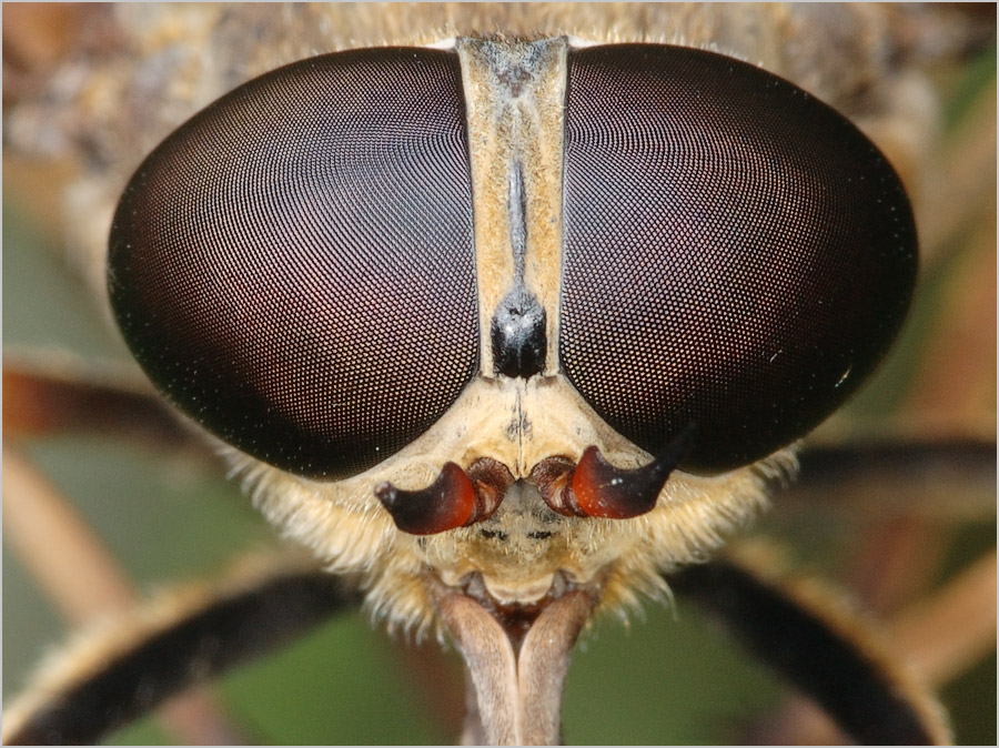 Schau in meine Augen ... In meinen Augen viel.