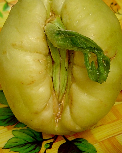 intsimu nicht bieten 2