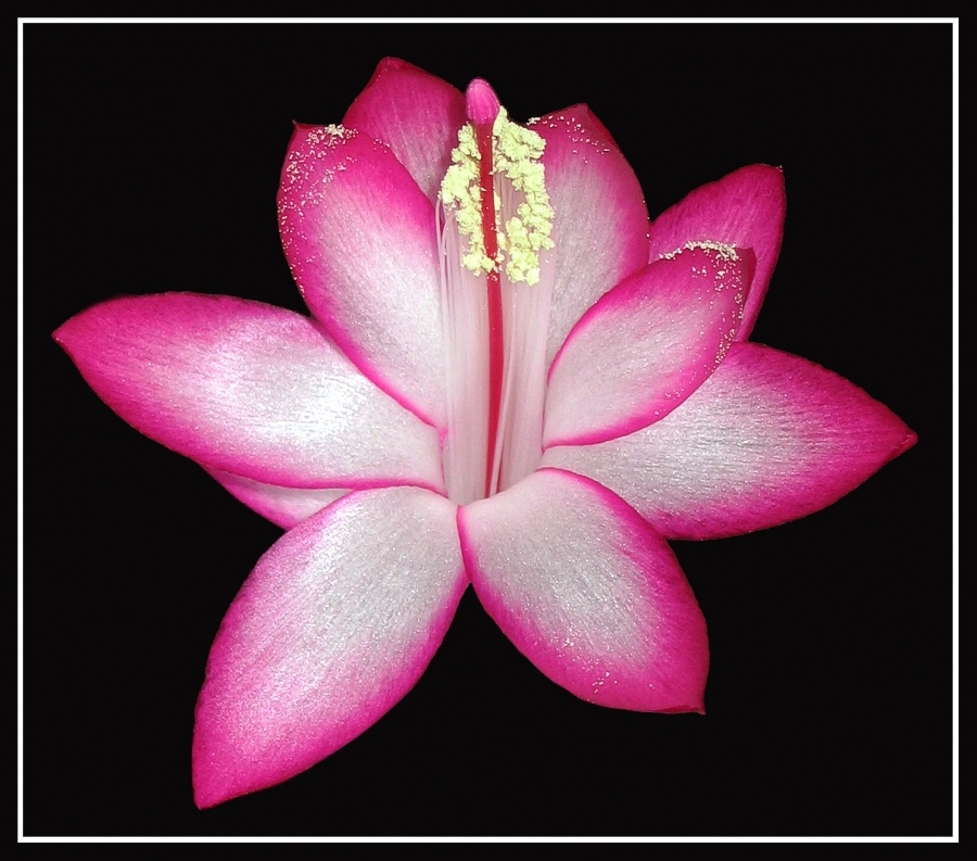 Wer ist der Winter, und wem es ist Zeit zu blühen