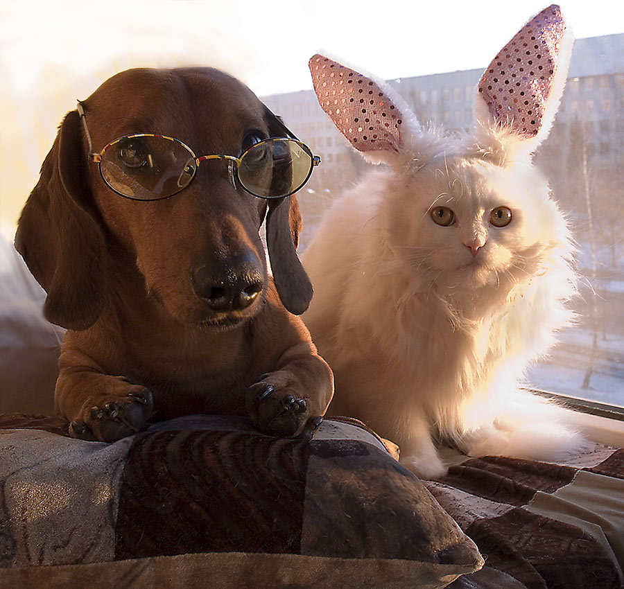 Ohne pontovoe Foto von einem schweren Hund und Katze frivol ...