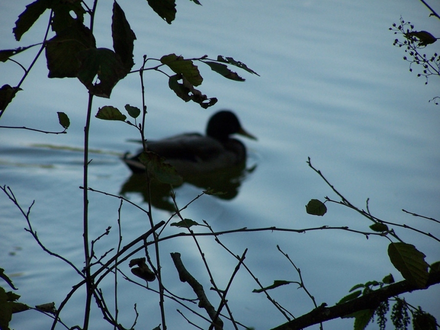 Botanic Gardens - Ente