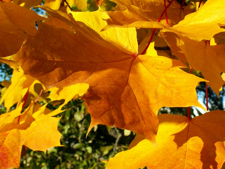 Die goldenen Blätter 2