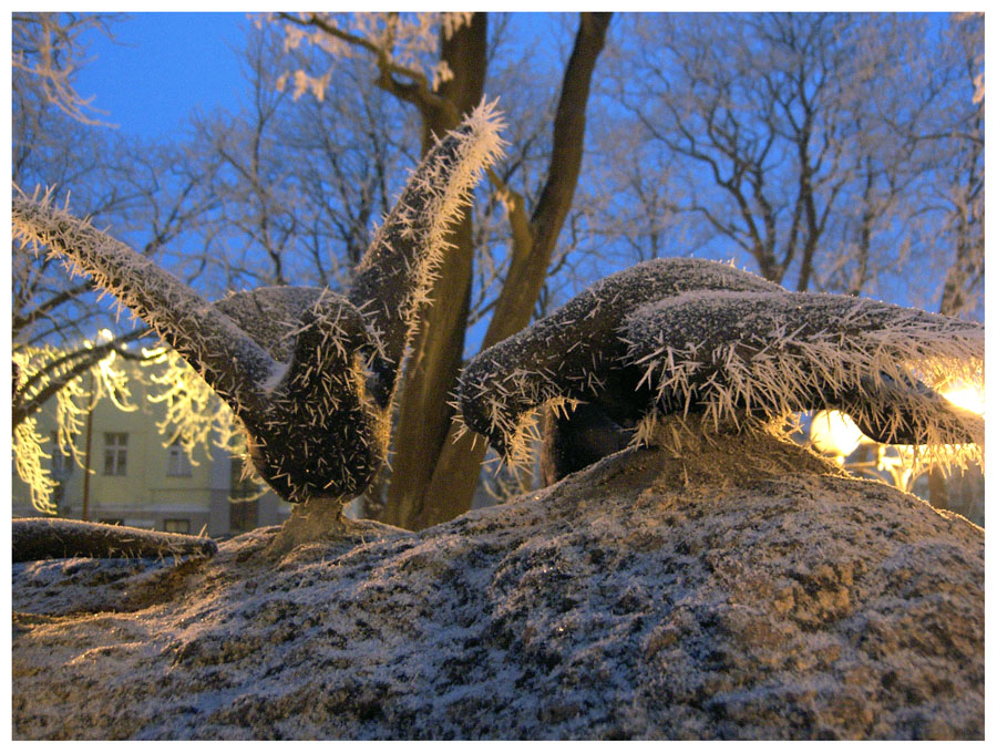 Die Vögel des Glücks