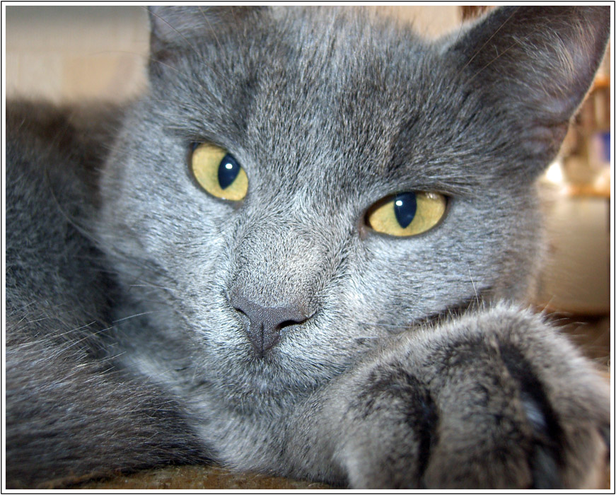 "Ich hatte einen Traum" oder "Wake up"