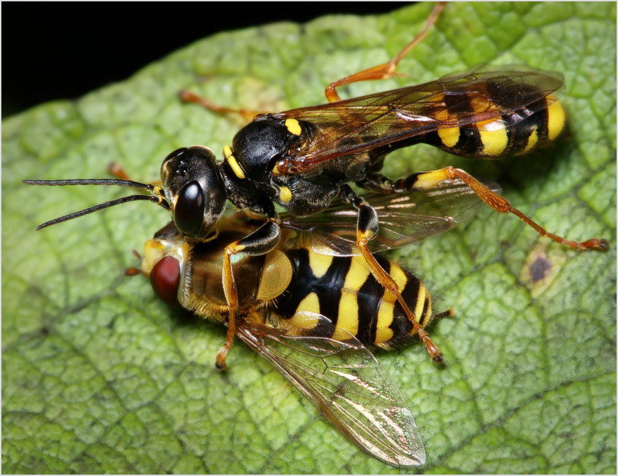 Nicht lizenzierte Kopie?