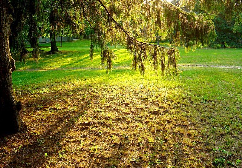 dessen goldene Schatten