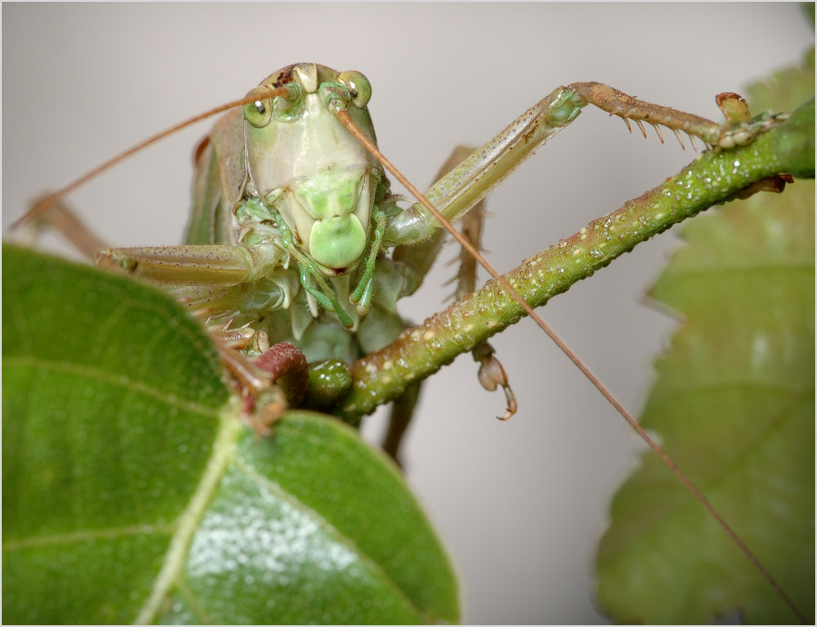 Nun? Ich lebe hier! Was wollen Sie?