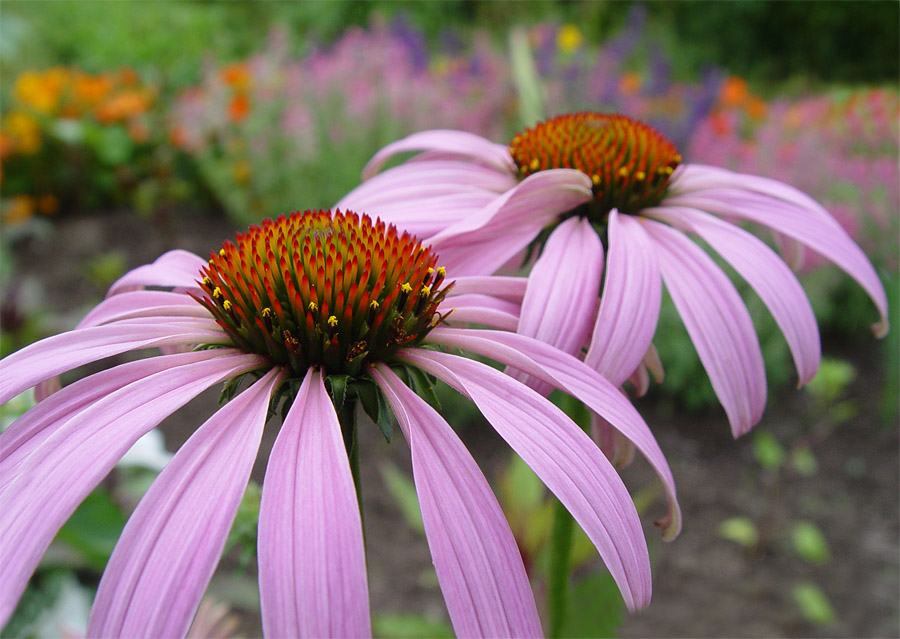 Echinacea