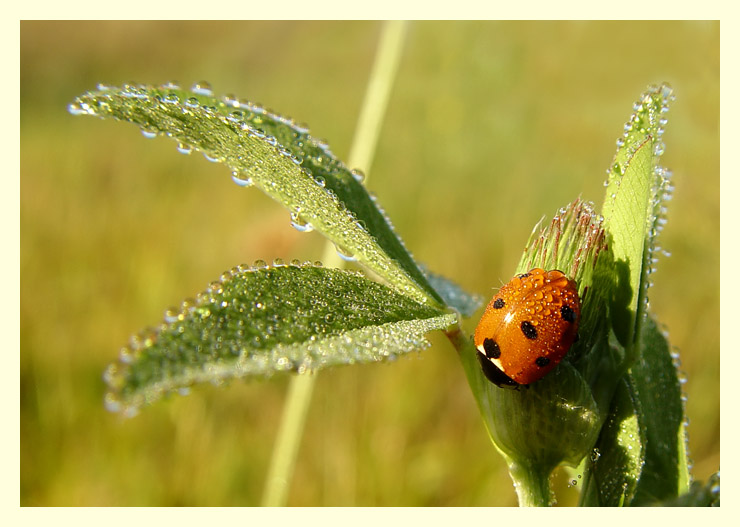 LadyBird
