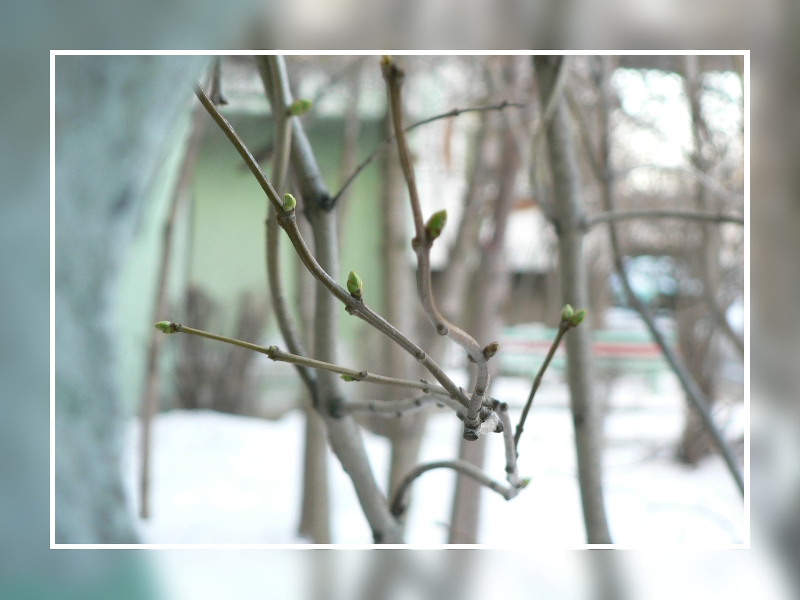 In Erwartung des Frühlings ...