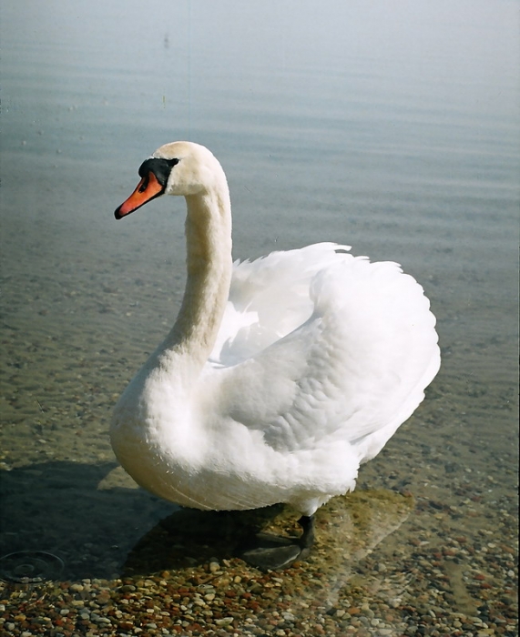 Schwan