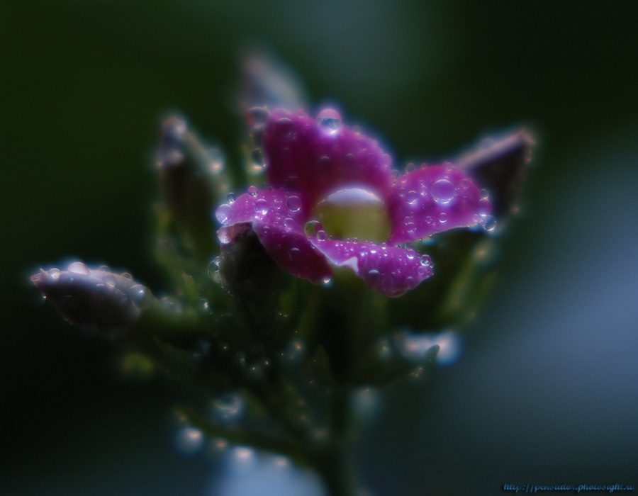 Winter Versuch zu blühen ...
