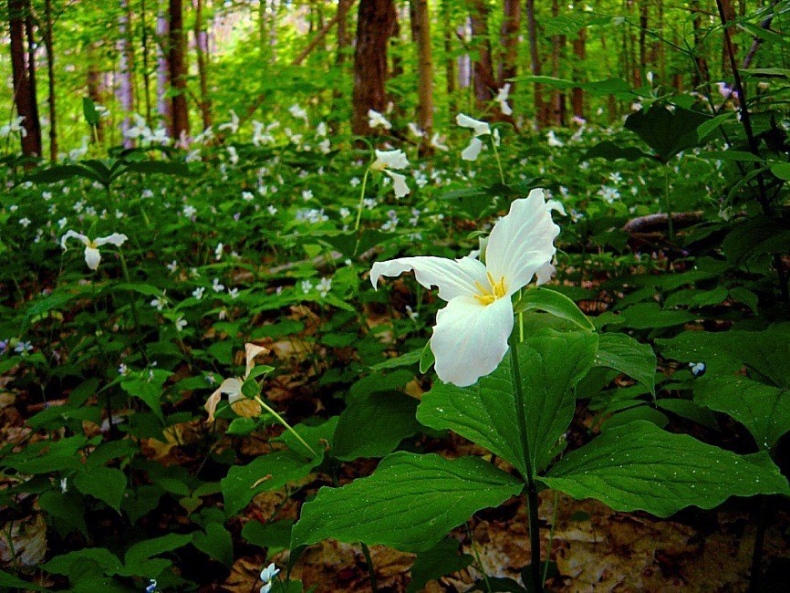 Schmetterlinge der Gattung trohkrylyh