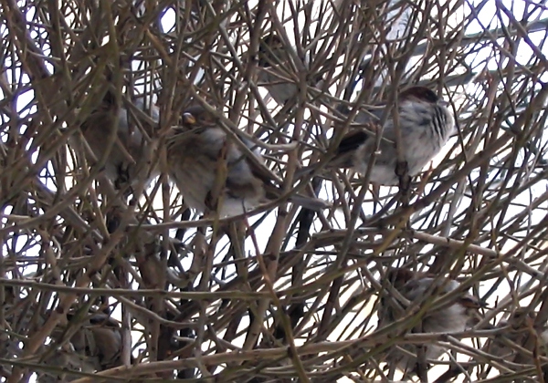 Gezwitscher im Thorn