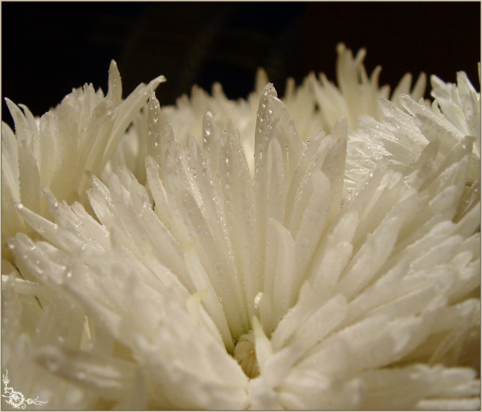 Zarte Tropfen Küsse