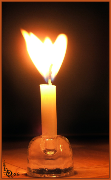 Tulip oder ein Engel?