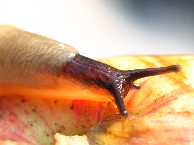 Ging zum Mittagessen