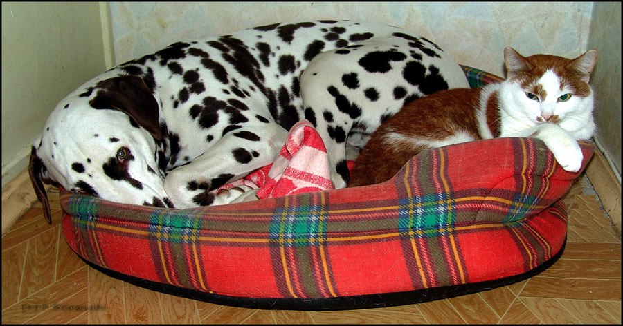 Politische Korrektheit