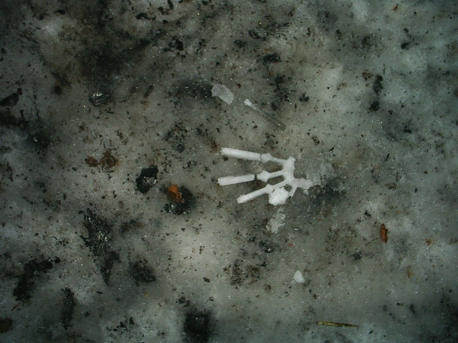 Weiter pteradaktilya ...)))