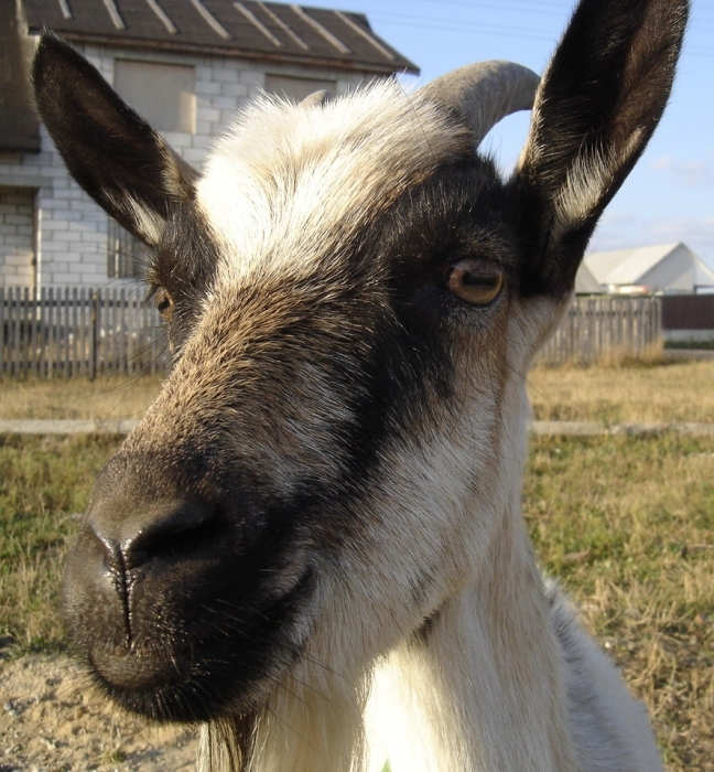 Ich bin für Aufmerksamkeit