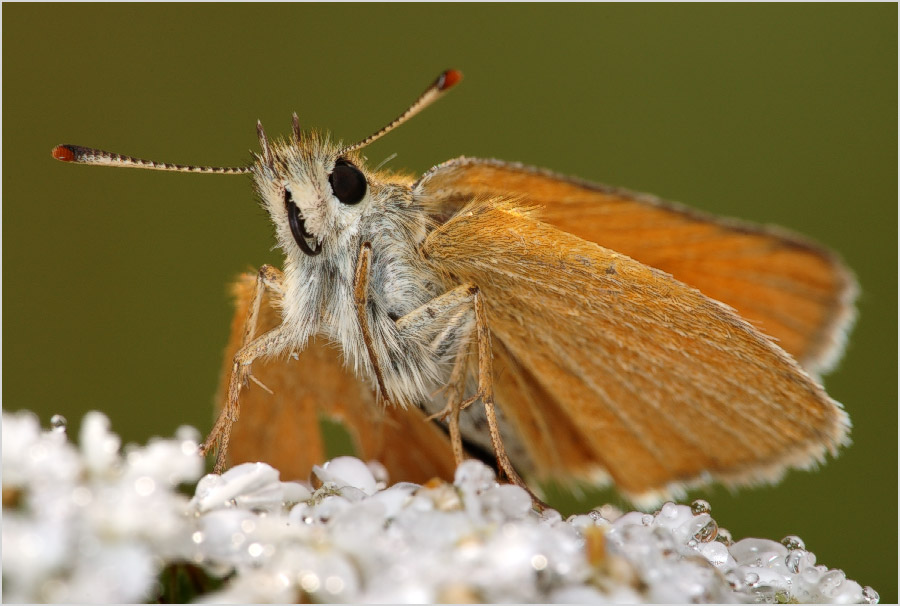Über den geheimen Charakter der
