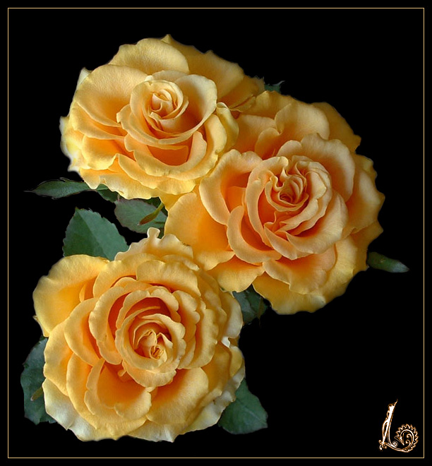 Rosen für den 8. März