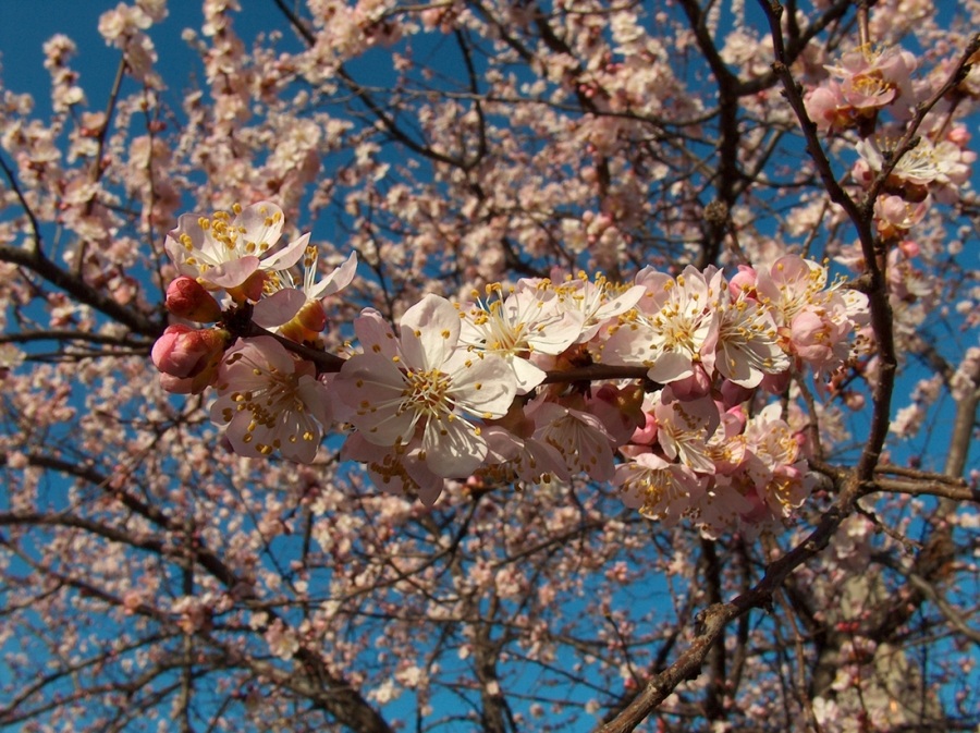 Schon gekommen ist Frühling ...