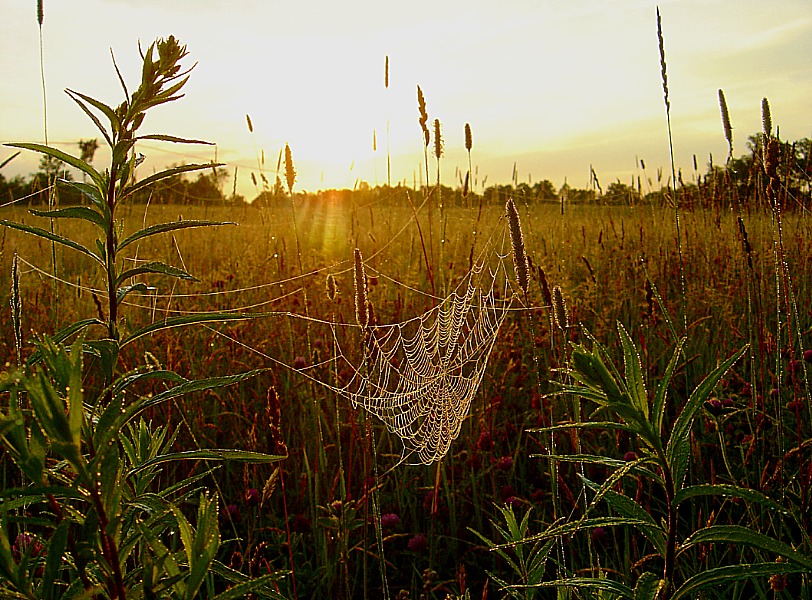 Linie sontsaperadachy