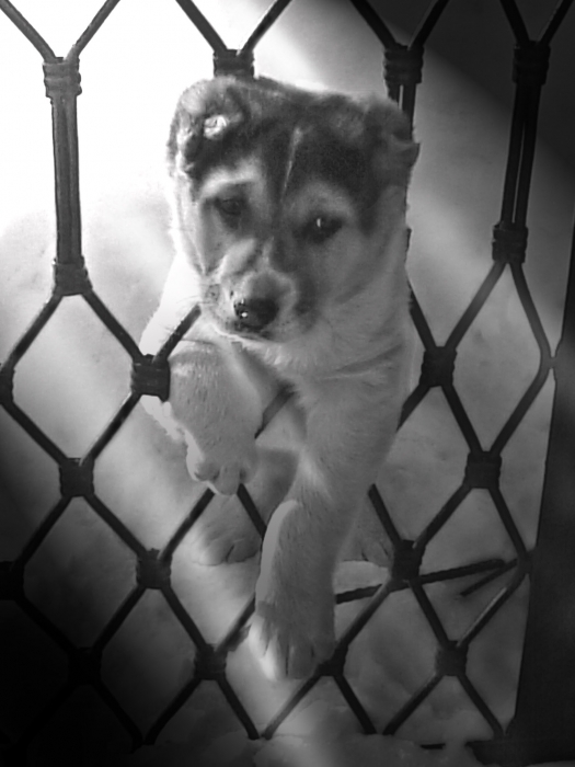 Alle Hunde kommen in den Himmel