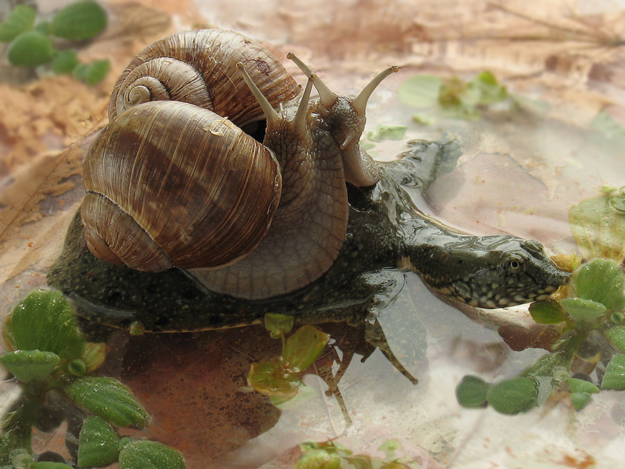Roll the-uns-ka, eine große Schildkröte!