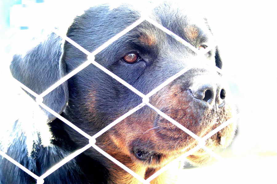 Porträt eines Hundes