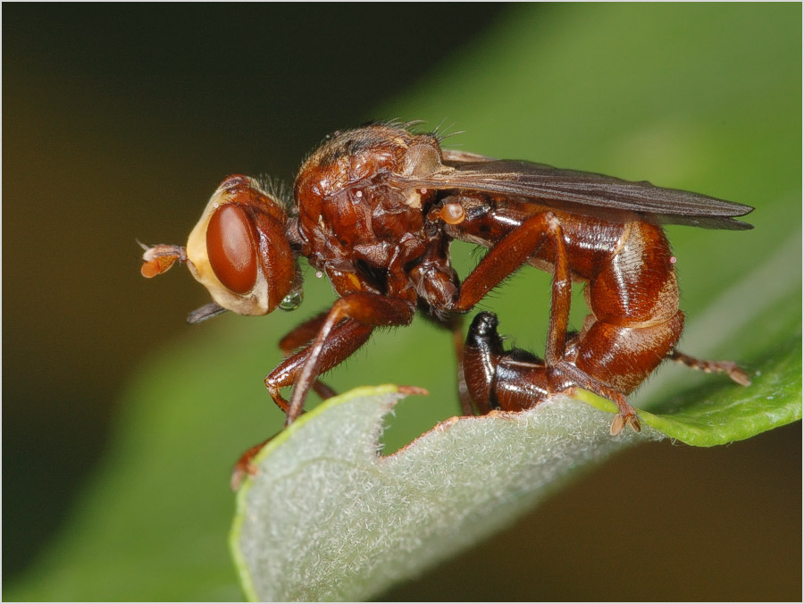 Dort auf dem Blatt schief ...
