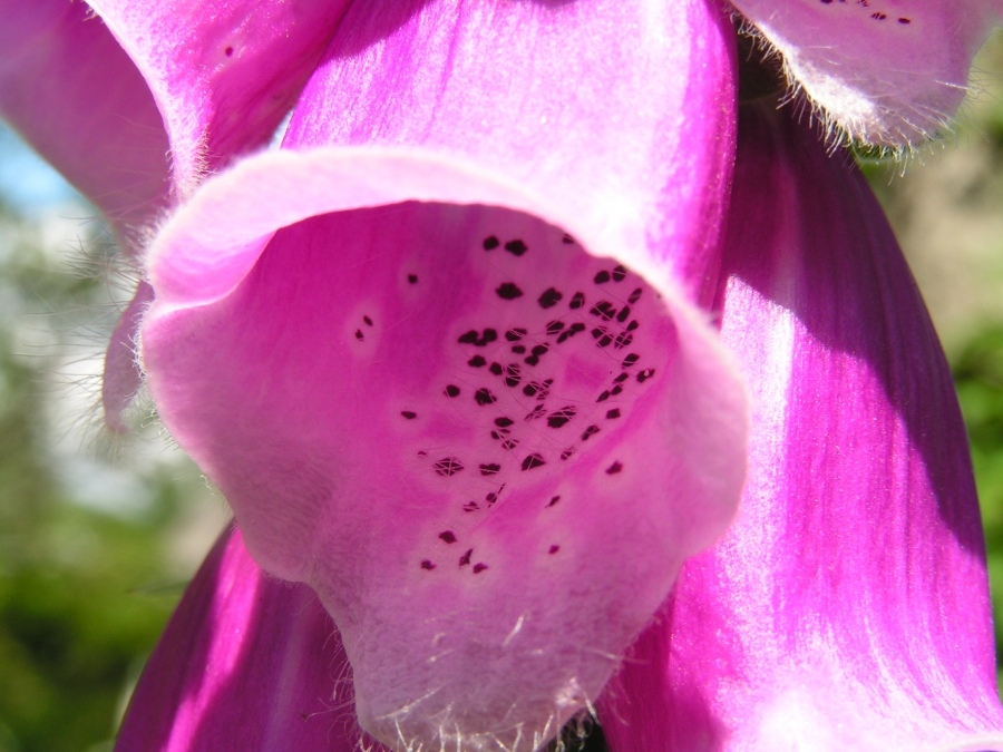 Digitalis