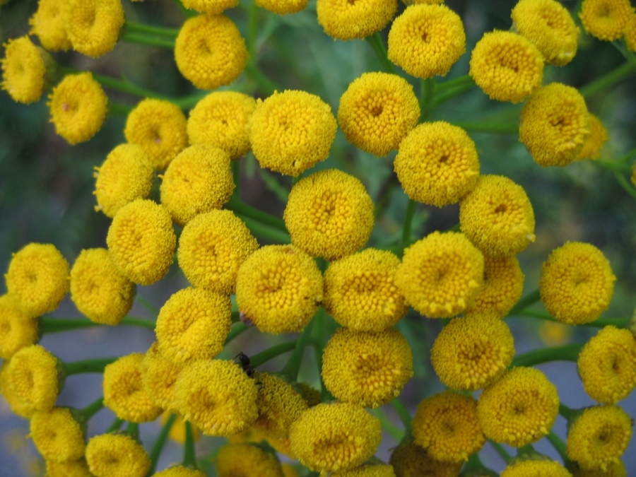 Vereinigten Staaten so