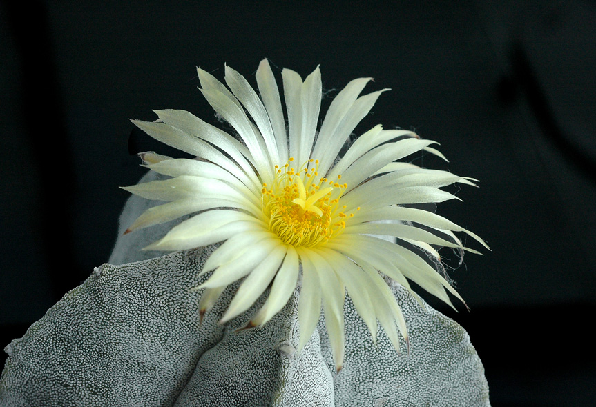 Astrophytum myriostigma