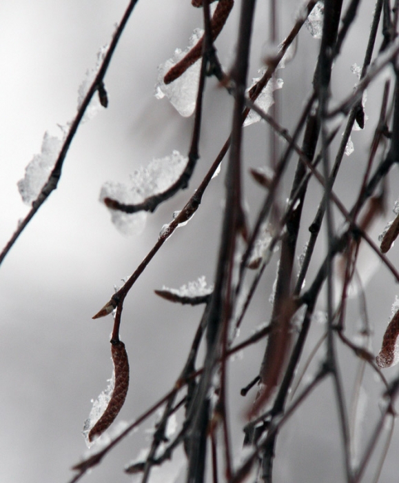 Warten auf den Frühling