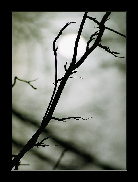 Winter-Frühling, ein ruhiges Gespräch ...